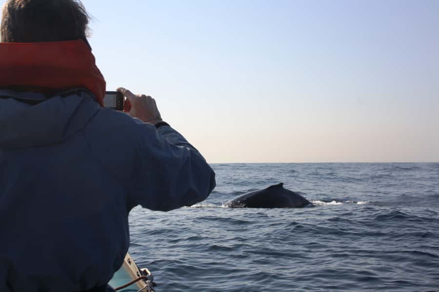 Durban: Durban: Whale and Dolphin Watching Boat Tour - What to bring (and what not to bother with)