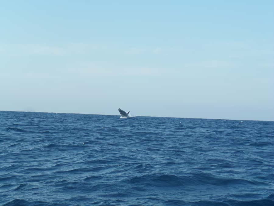 Durban: Durban: Whale and Dolphin Watching Boat Tour - Durban Whale and Dolphin Watching: what the 2 hours feel like
