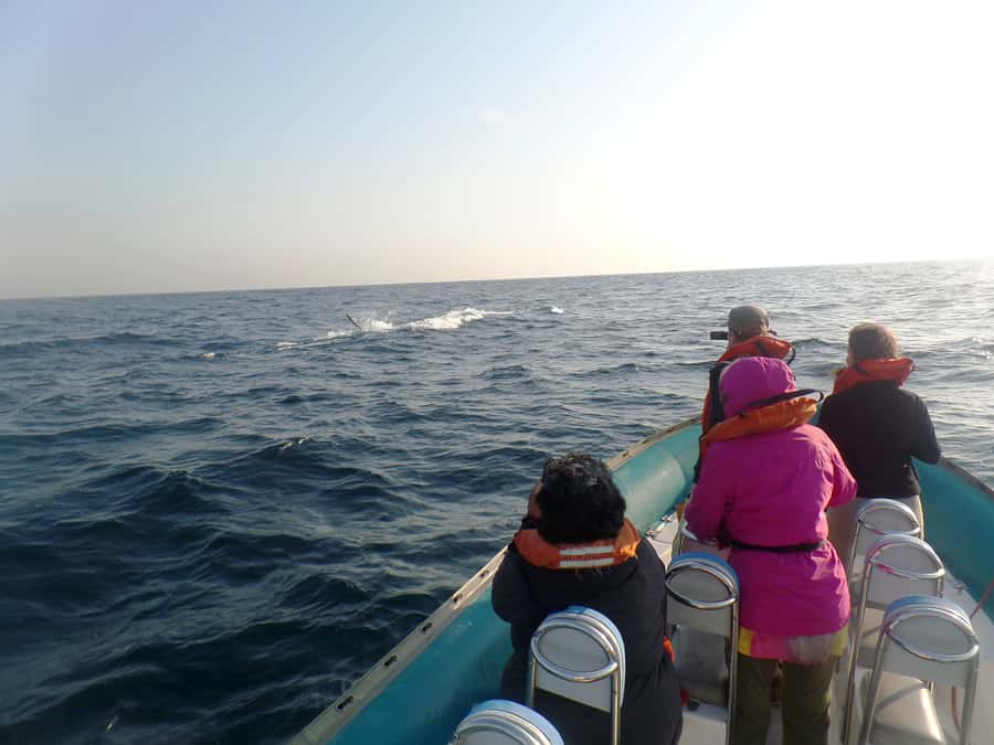 Durban: Durban: Whale and Dolphin Watching Boat Tour - The guide’s role: respectful distance and better viewing