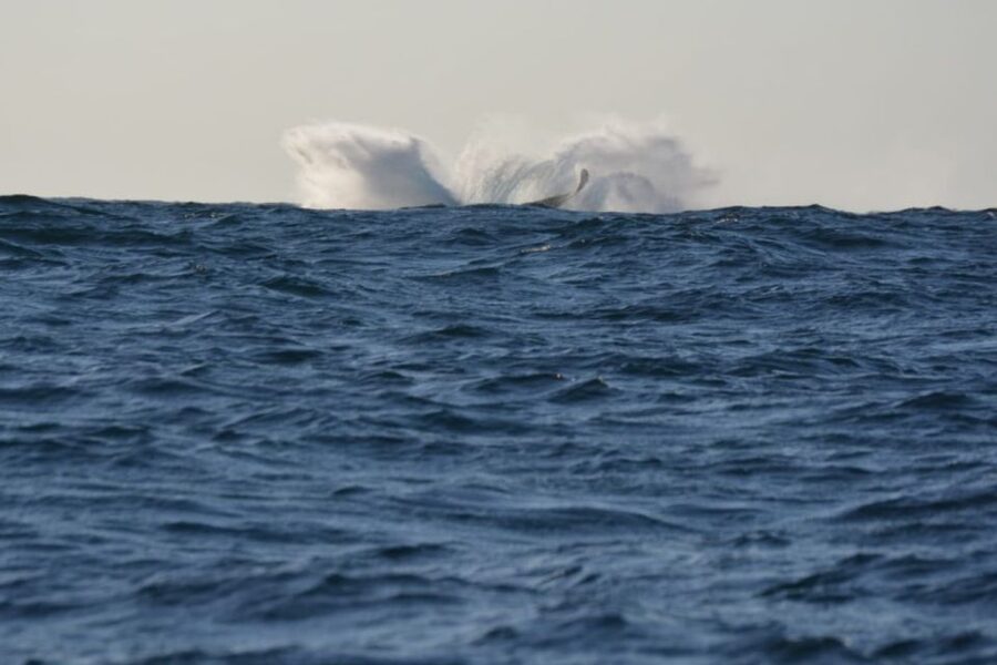 Durban: Durban: Whale and Dolphin Watching Boat Tour - Weather and timing: how to increase your odds