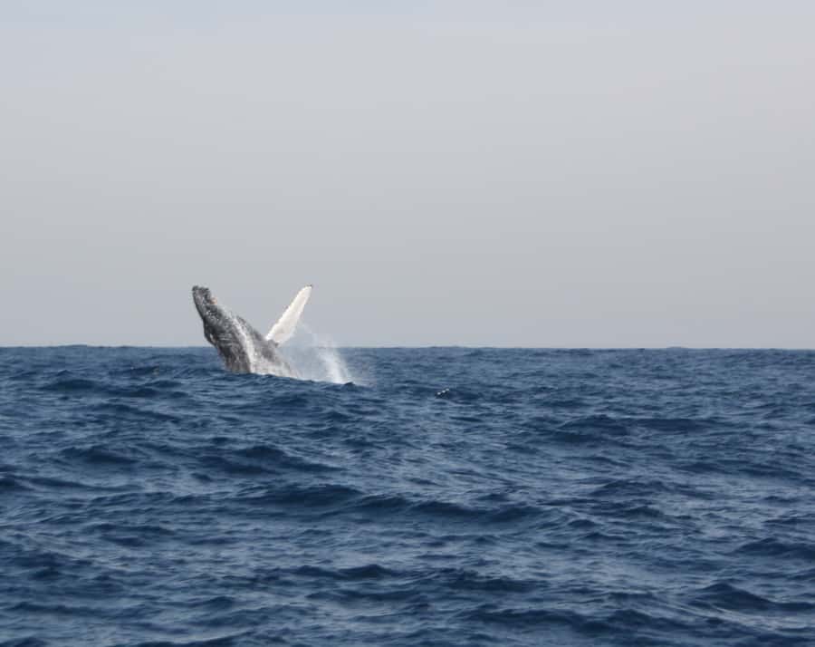 Durban: Durban: Whale and Dolphin Watching Boat Tour - Boat and comfort reality check: why the exact vessel may vary