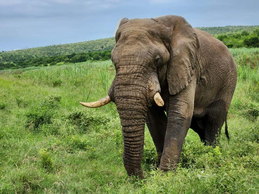 Durban: Full Day Hluhluwe-iMfolozi Game Reserve with lunch - Key highlights at a glance