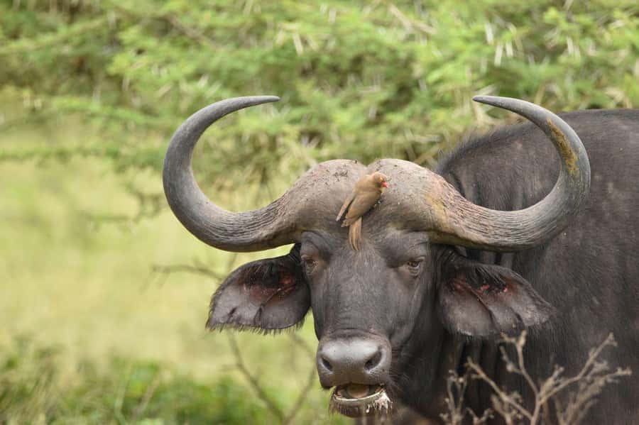 Durban: Full Day Hluhluwe-iMfolozi Game Reserve with lunch - Durban to Hluhluwe-iMfolozi: that 5:30 AM start makes sense