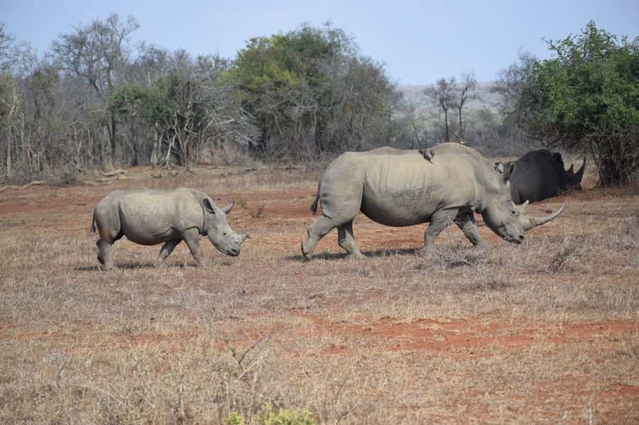 Durban: Full Day Hluhluwe-iMfolozi Game Reserve with lunch - Two game drives: how to use the long day well