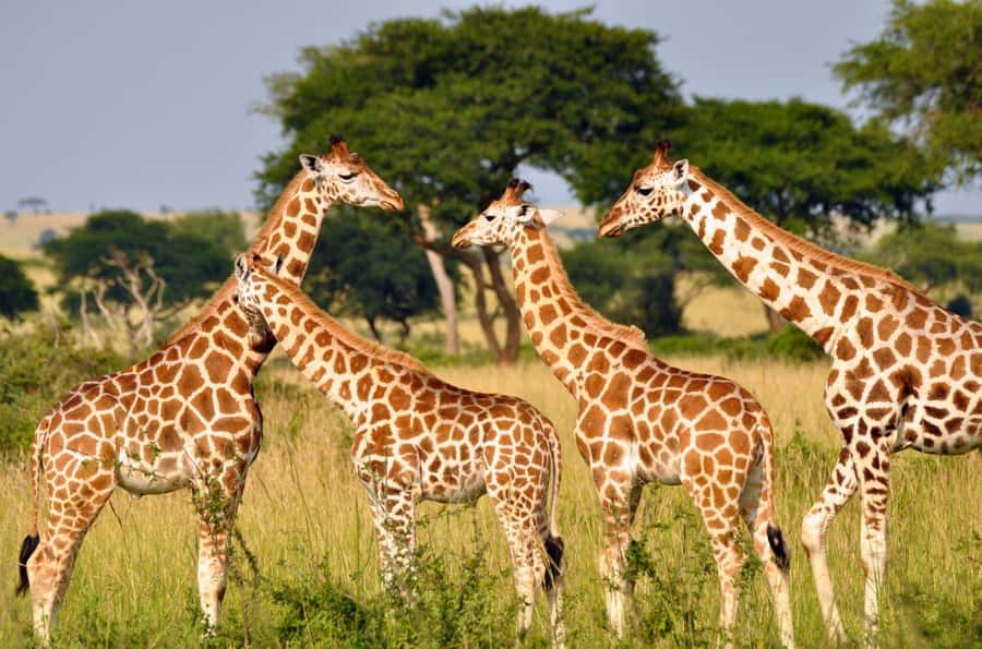 Durban: Half Day Phezulu Safari Park and Durban City Tour - Quick, useful takeaways