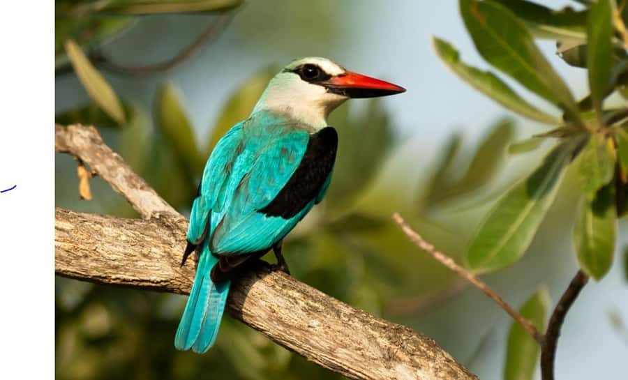 Durban: Half Day Phezulu Safari Park and Durban City Tour - The small details that can make or break the day
