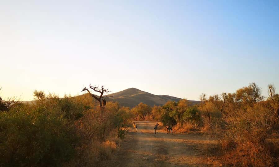 Durban: Hluhluwe Big 5 Safari with Pro Zeiss Binoculars - Key things that make this safari worth your time
