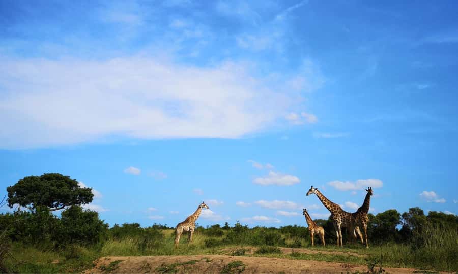 Durban: Hluhluwe Big 5 Safari with Pro Zeiss Binoculars - Big 5 in Hluhluwe-Imfolozi, with two different park vibes