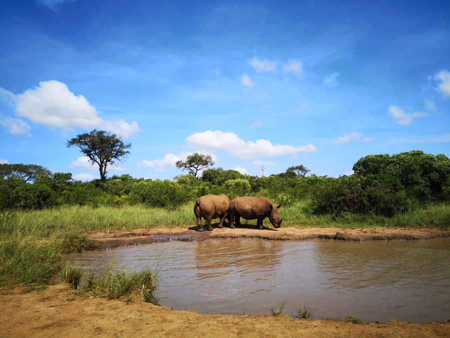Durban: Hluhluwe Big 5 Safari with Pro Zeiss Binoculars - The 5 am start: how dawn and dusk affect predator odds