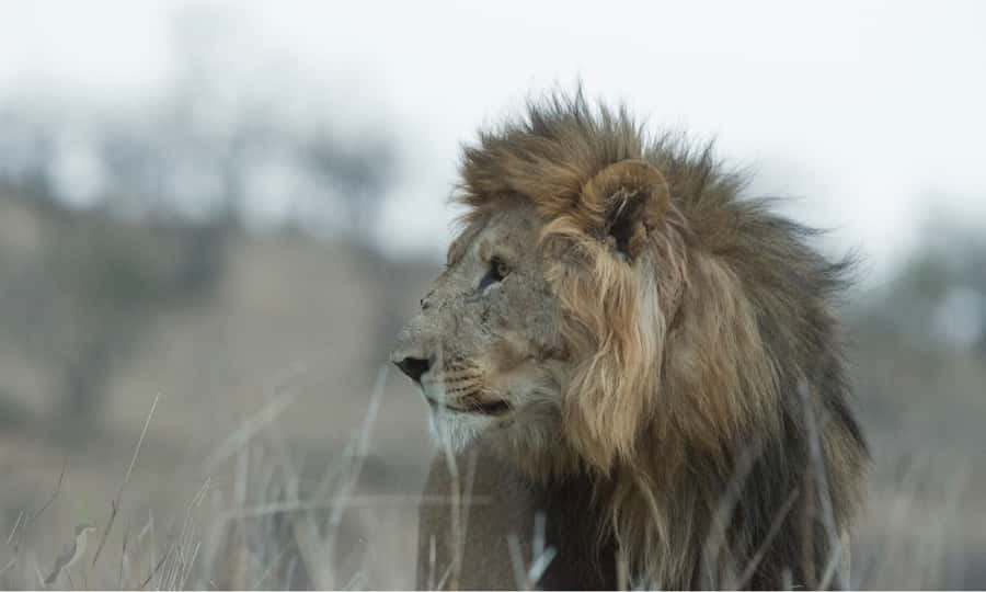 Durban: Hluhluwe Big 5 Safari with Pro Zeiss Binoculars - Afternoon drive on Hluhluwe: wild dogs and big cats focus