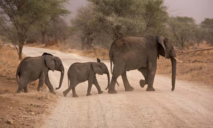 Durban: Hluhluwe Big 5 Safari with Pro Zeiss Binoculars - Binoculars and guidebooks: using the included gear well