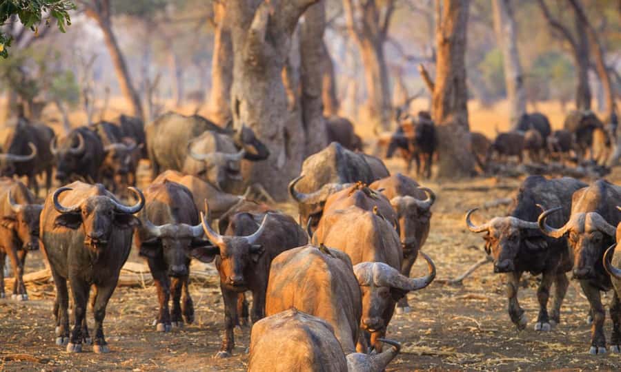 Durban: Hluhluwe Big 5 Safari with Pro Zeiss Binoculars - Price and logistics: why it’s $202, and what that cost buys