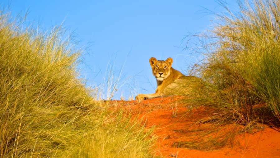 Durban: Hluhluwe Imfolozi Safari & iSimangaliso Tour - Key things I’d circle before you book