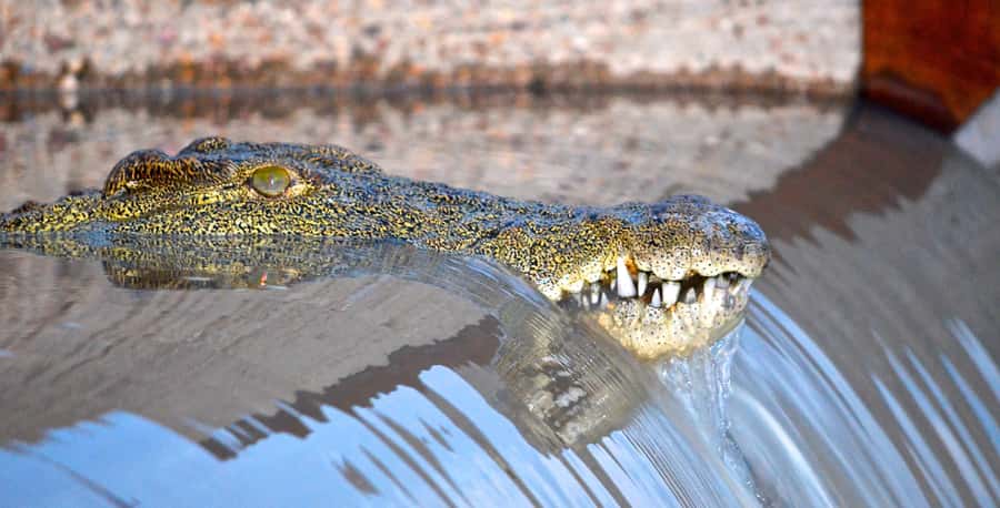 Durban: Hluhluwe Imfolozi Safari & iSimangaliso Tour - Durban to Zululand in one day, a private safari loop that actually makes sense