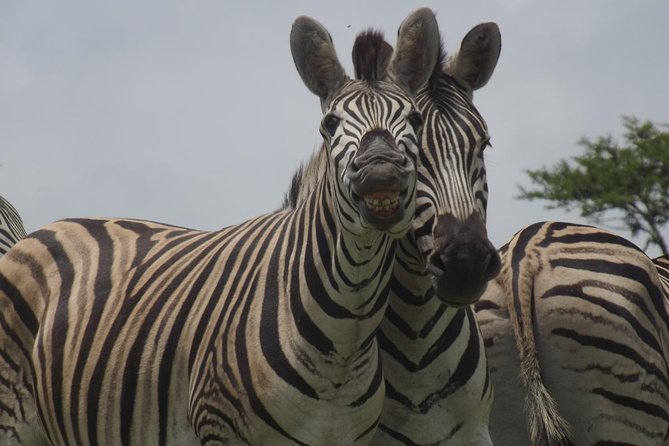 Durban Shore Excursion: Private Small Group Tala Game Reserve - Key highlights you’ll feel right away