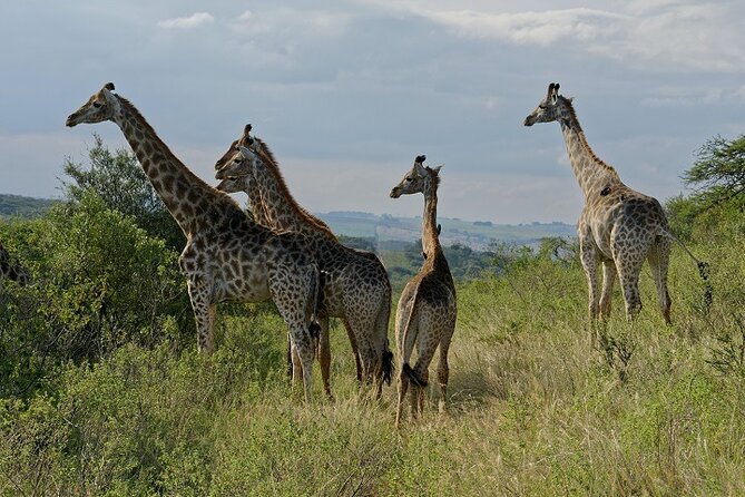 Durban Shore Excursion: Private Small Group Tala Game Reserve - Getting There: Private Transfers From the MSC Nelson Mandela Cruise Terminal