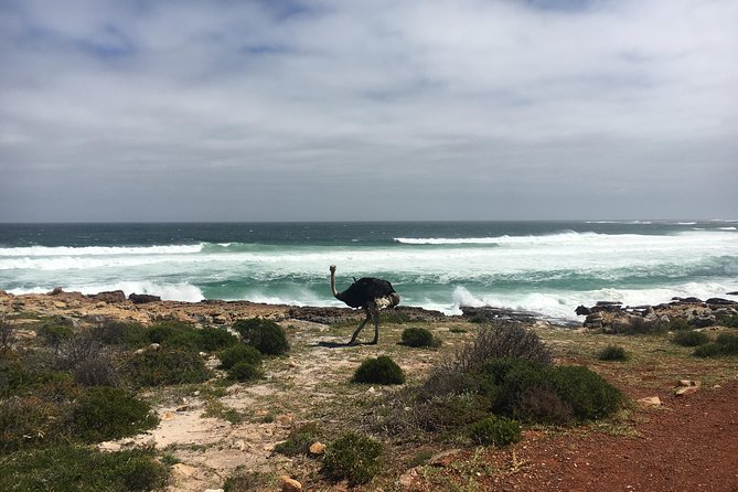 E-Bike Cape Peninsula tour - Should You Book This E-Bike Cape Peninsula Tour?