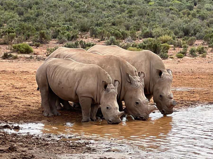 Early Morning Safari Big Five Experience Near Cape Town, SA - Why This 5am Big Five Timing Works So Well
