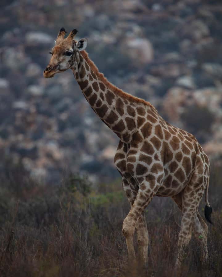 Early Morning Safari Big Five Experience Near Cape Town, SA - Pickup, Vehicle Types, And The First 10 Minutes Of Your Day