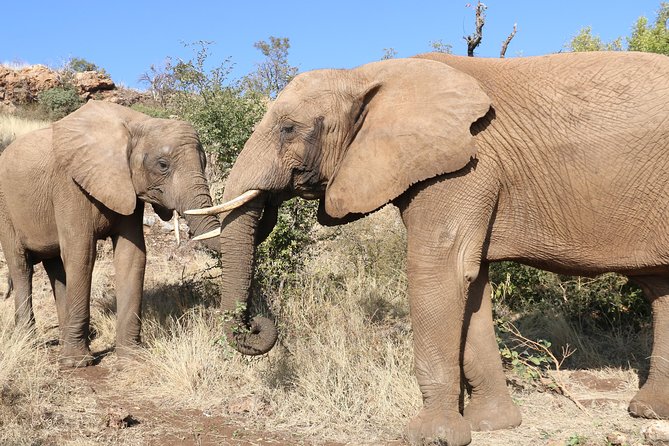 Elephant Experience & Lesedi Cultural Village - A Pretoria day trip that actually saves you planning time