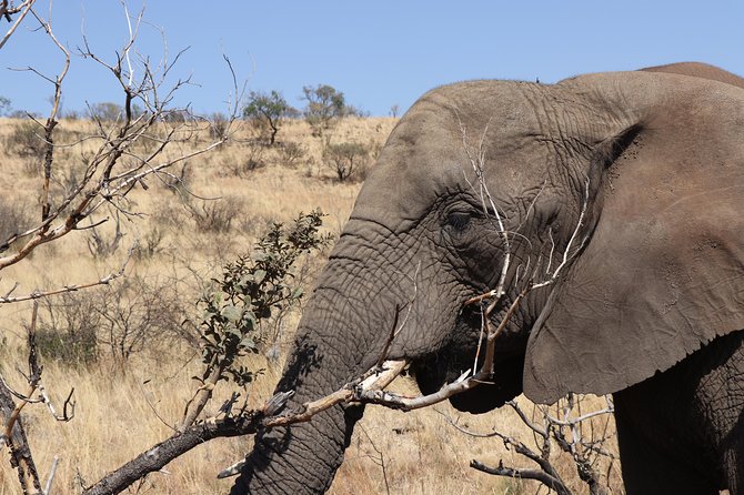 Elephant Experience & Lesedi Cultural Village - Chameleon African Curio Market for souvenirs without breaking the day