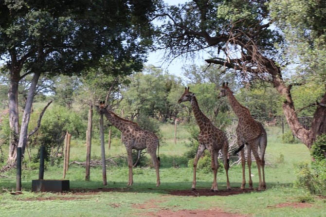 Elephant Experience & Lesedi Cultural Village - The 4X4 game viewer at Glen Afric, and what you might spot