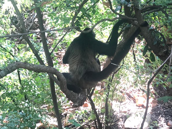 Elephant & Monkey Sanctuary Tour from Johannesburg - What the 6-hour schedule feels like in real life