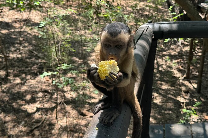 Elephant & Monkey Sanctuary Tour from Johannesburg - Who this tour is best for, and who should think twice
