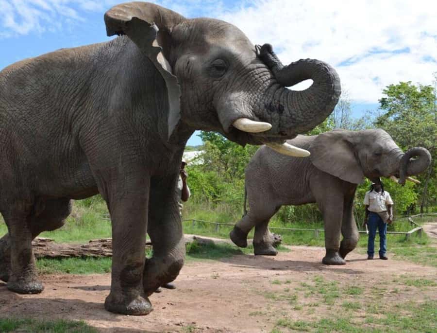 Elephant & Monkey Santuary with Lion Park Tour - A 10-hour Johannesburg wildlife day that stays efficient