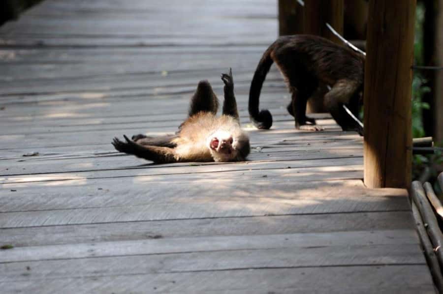 Elephant & Monkey Santuary with Lion Park Tour - Lunch break needs a quick reality check