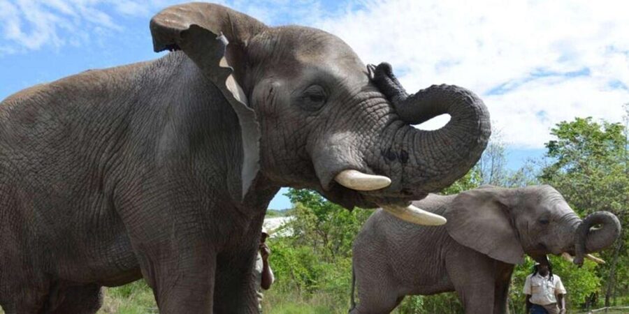 Elephant & Monkey Santuary with Lion Park Tour - Monkey Sanctuary hour: the rescued-monkey experience