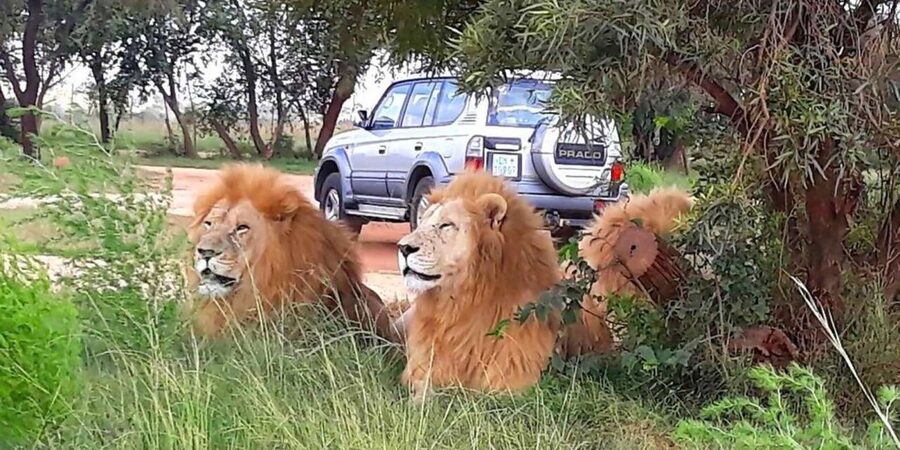 Elephant & Monkey Santuary with Lion Park Tour - Price and value: what you’re really paying for at $373