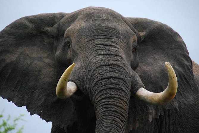Elephant Sanctuary Tour from Johannesburg - Key highlights worth planning around