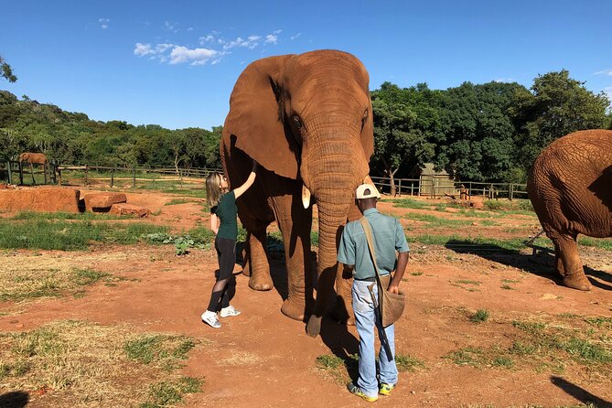 Elephant Sanctuary Tour from Johannesburg - Elephant Sanctuary Hartbeesport Dam: what happens in the 2-hour guided visit