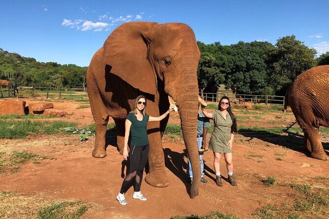 Elephant Sanctuary Tour from Johannesburg - Transportation details that matter more than you think