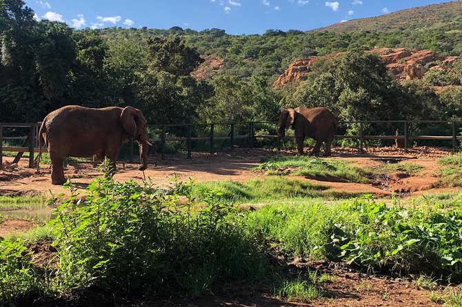 Elephant Sanctuary Tour from Johannesburg - Price and value: what $274.85 includes, and why it can be fair