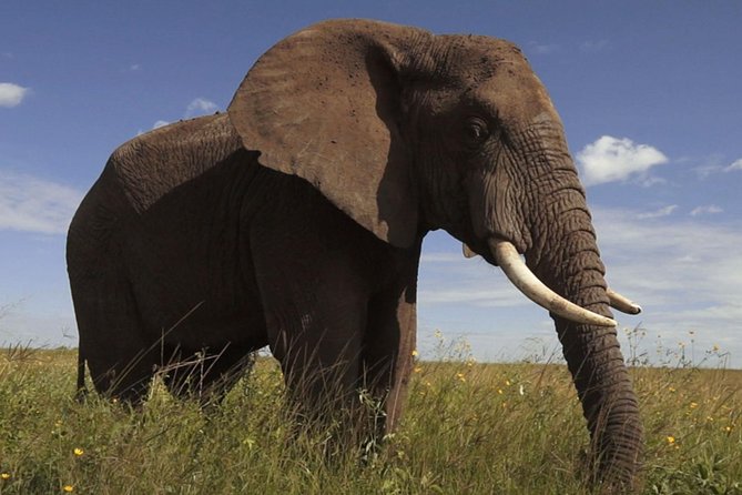 Elephant Sanctuary Tour from Johannesburg - Guides and the human side: the Jason factor