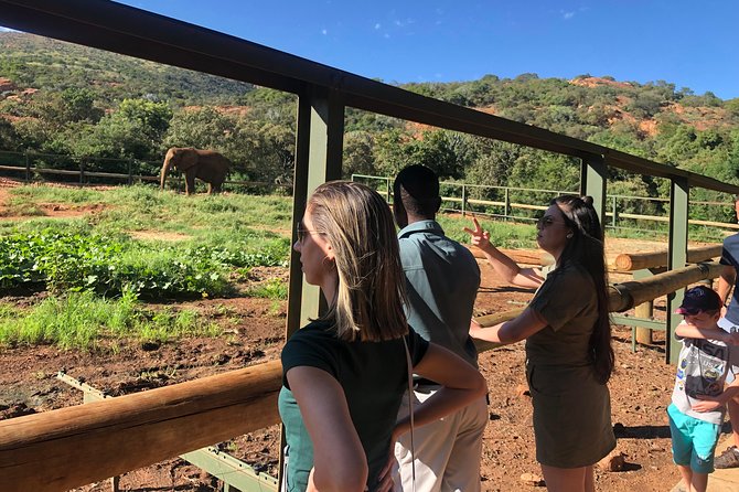 Elephant Sanctuary Tour from Johannesburg - Should you book? My practical take