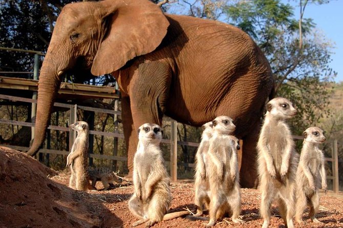 Elephant Sanctuary Tour from Johannesburg or Pretoria - Key things that make this tour worth your time