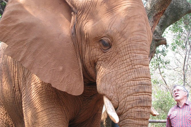 Elephant Sanctuary Tour from Johannesburg or Pretoria - Elephant Sanctuary Hartbeespoort Dam: a day built around meaning