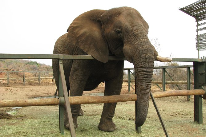 Elephant Sanctuary Tour from Johannesburg or Pretoria - How the guide makes elephants click: biology, behavior, and conservation