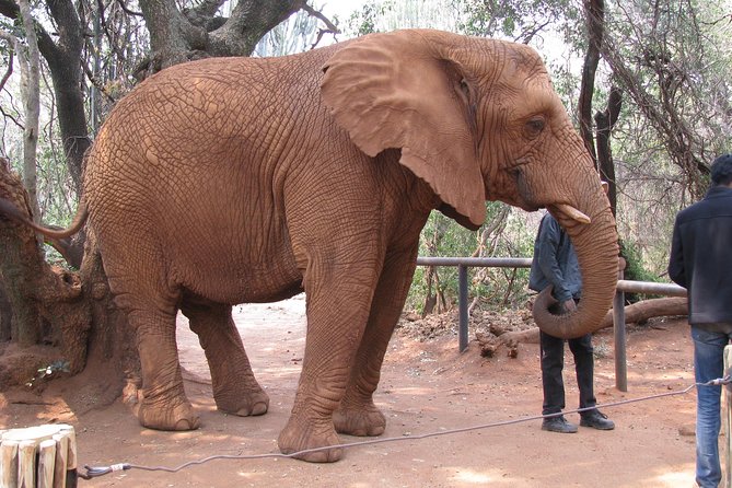 Elephant Sanctuary Tour from Johannesburg or Pretoria - What to bring, and how to make the day easier