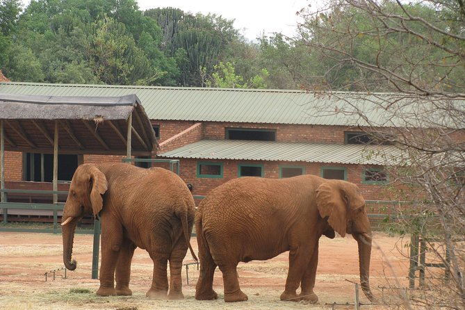 Elephant Sanctuary Tour from Johannesburg or Pretoria - Who this tour is best for