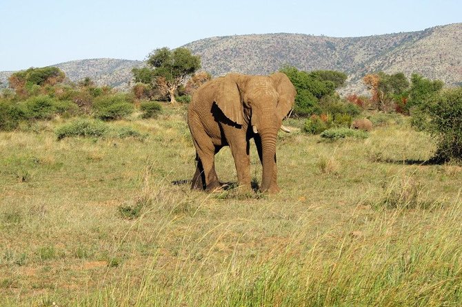 Elephant Sanctuary Tour from Johannesburg or Pretoria - The heart of the day: your 1 hour 30 minutes sanctuary program