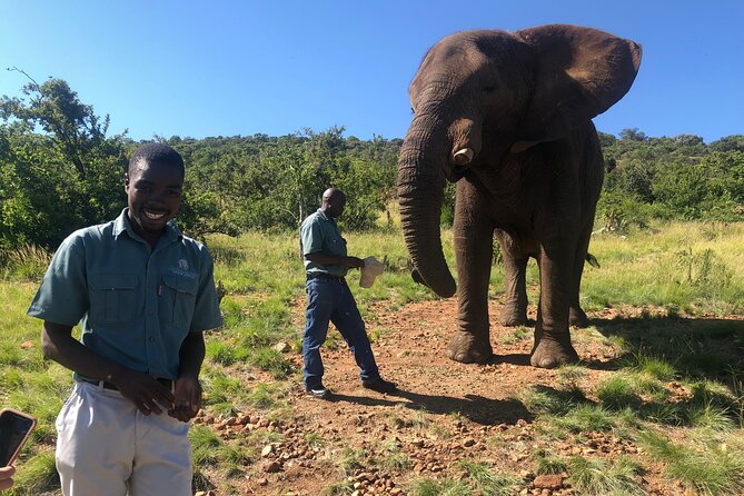Elephant Sanctuary Tour from Johannesburg - The 5-Hour Rhythm From Johannesburg: Pickup to Return