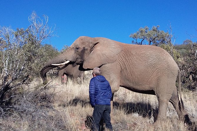 Elephant Walk Guided Half Day Tour from Johannesburg - Key highlights you will feel fast