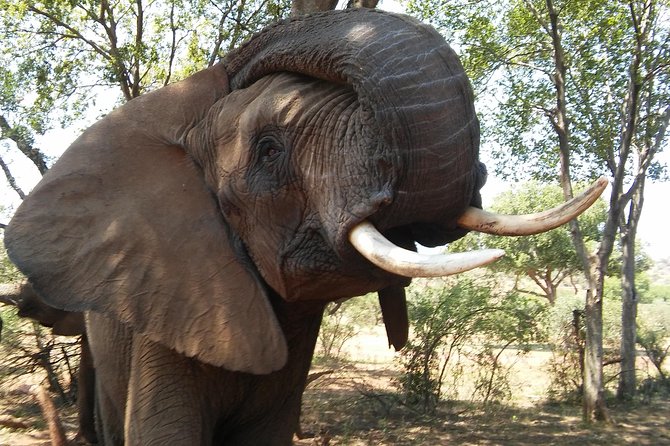 Elephant Walk Guided Half Day Tour from Johannesburg - Following the elephants, not a script