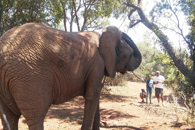 Elephant Walk Guided Half Day Tour from Johannesburg - Guides in the field: the human side of the experience