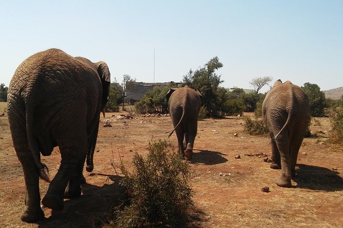 Elephant Walk Guided Half Day Tour from Johannesburg - Group size, pickup areas, and why they matter
