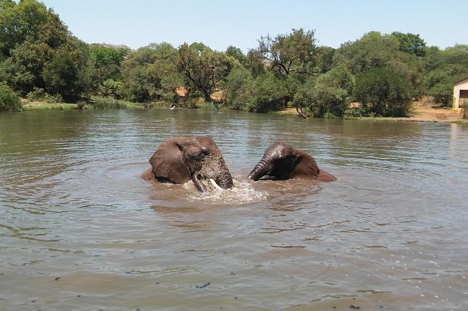 Elephant Walk Guided Half Day Tour from Johannesburg - Price and value: is $189.65 a fair deal